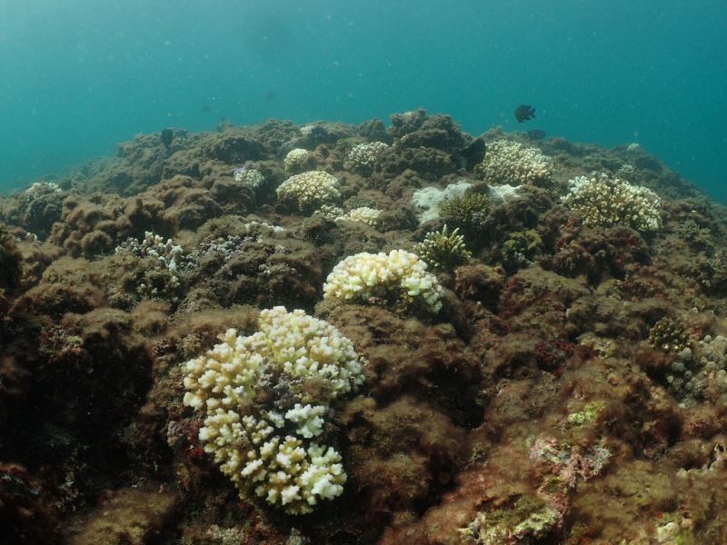 海洋高溫中研院記錄北台灣首次大規模珊瑚白化 生活 重點新聞 中央社cna