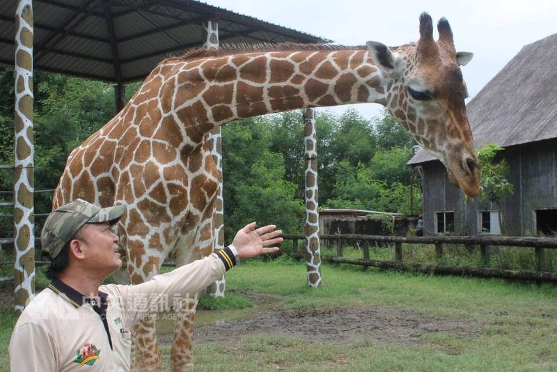 台南市頑皮世界動物園年約7歲的雄性長頸鹿「宵順」23日下午驚傳猝死，台北市立動物園發言人曹先紹表示，最快24日會派員前往協助病理解剖等事宜以釐清死因。（資料照片）中央社記者楊思瑞攝　107年9月23日