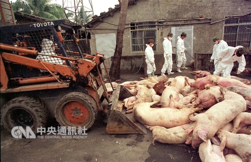 21年前豬隻口蹄疫衝擊養豬戶,全台撲殺超過400萬頭豬隻。(中央社檔案照片)