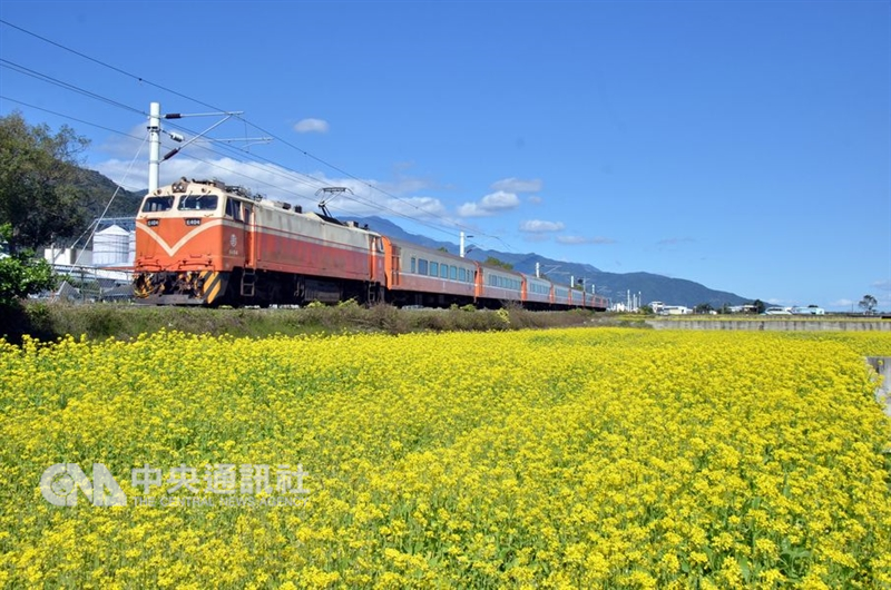 台東每年1、2月是台東油菜花季,遊客可以捕捉到火車奔馳過黃澄澄花海的畫面。(中央社檔案照片)