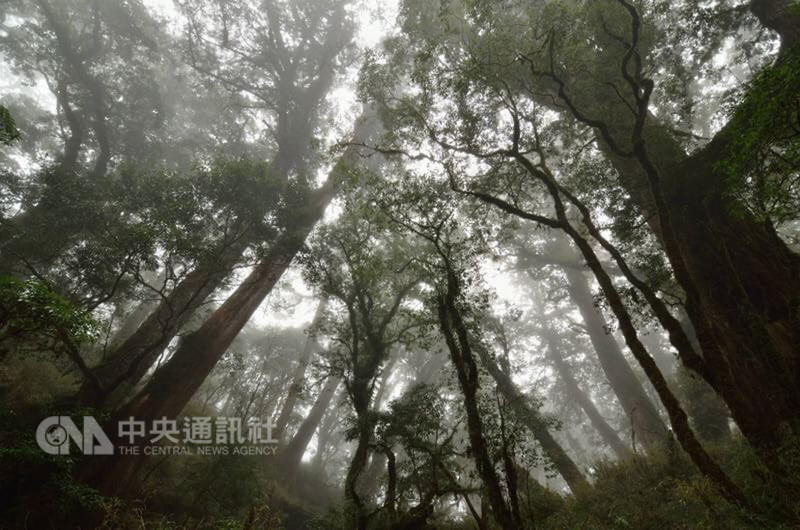 台東林管處深入中央山脈南南段，探訪小鬼湖、紅鬼湖等人蹤罕至的山域，公開珍貴原始檜木林影像紀錄，引發民眾憂心山老鼠覬覦。林管處表示，更多人的關注與守護，才是更好的保護。（台東林管處提供）中央社記者李先鳳傳真　107年12月29日