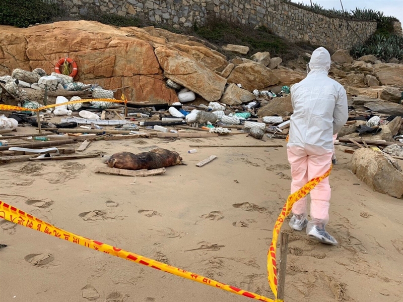 農委會3日表示,12月底在金門海邊發現的死豬檢體非洲豬瘟檢驗結果出爐,為陽性。(金門岸巡隊提供)