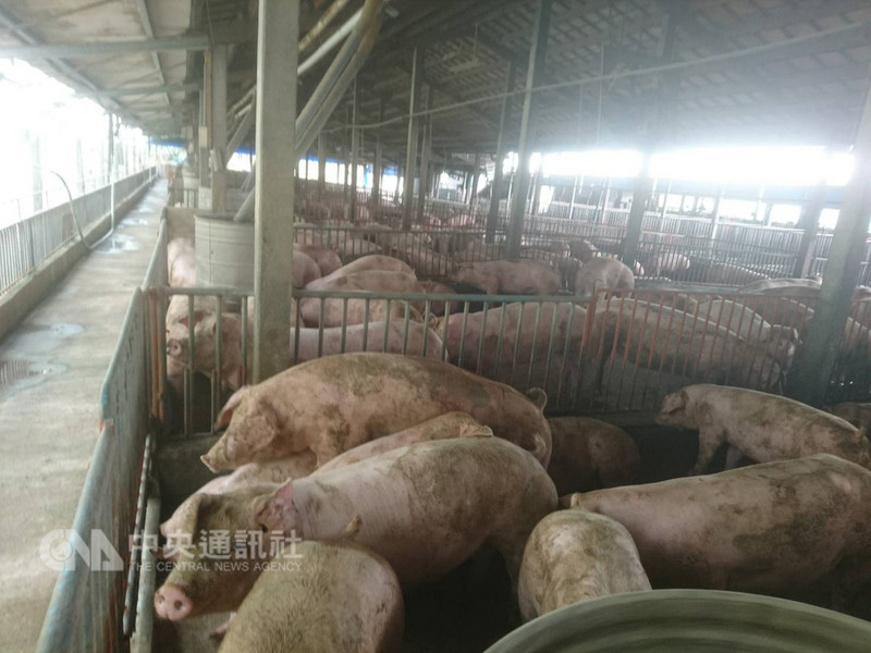 高雄市現有520個養豬場，共約30萬頭豬隻，養豬業者全力防堵非洲豬瘟，高雄市養豬協會也提醒養豬場管制閒雜人進入，並把關貨物運送，謹慎防疫。中央社記者陳朝福攝　108年1月4日