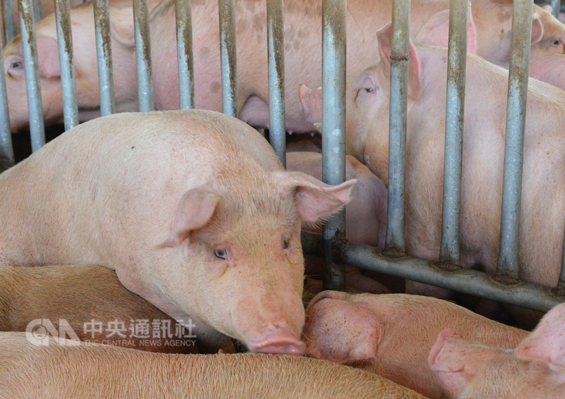 雲林縣政府4日表示,縣內全數回收廚餘,高溫蒸煮、脫水瀝乾、化製成肉骨粉並混合成有機肥,高規格防堵非洲豬瘟疫情。中央社記者葉子綱攝 108年1月4日