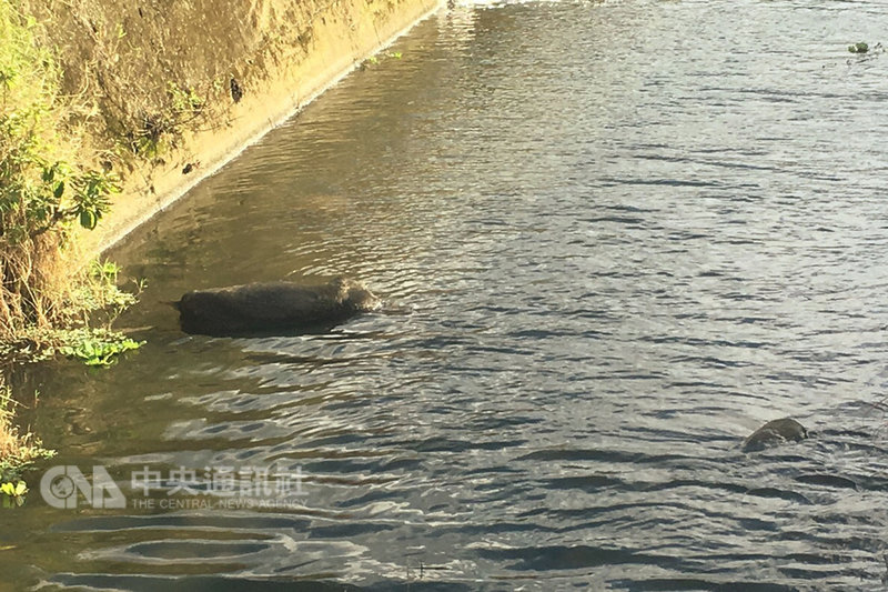 桃園市6日在大圳中發現兩具棄死豬,檢驗結果8日出爐,桃園市政府動物保護防疫處表示,兩具豬屍都沒有檢出非洲豬瘟。(桃園市警局大溪分局提供)中央社記者吳睿騏桃園傳真 108年1月8日