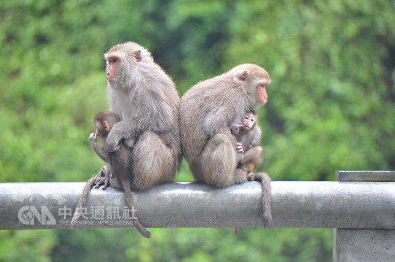 台灣獼猴9日起正式從保育類動物名單中除名。(中央社檔案照片)