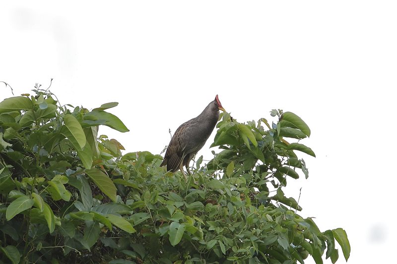 農委會修正名錄9日生效,董雞(圖)被列為保育類野生動物。(圖取自forest.gov.tw/陳王時攝影)
