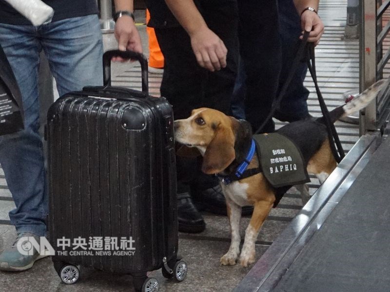 移民官踹護國神犬道歉動保團體要求嚴懲 社會 重點新聞 中央社cna