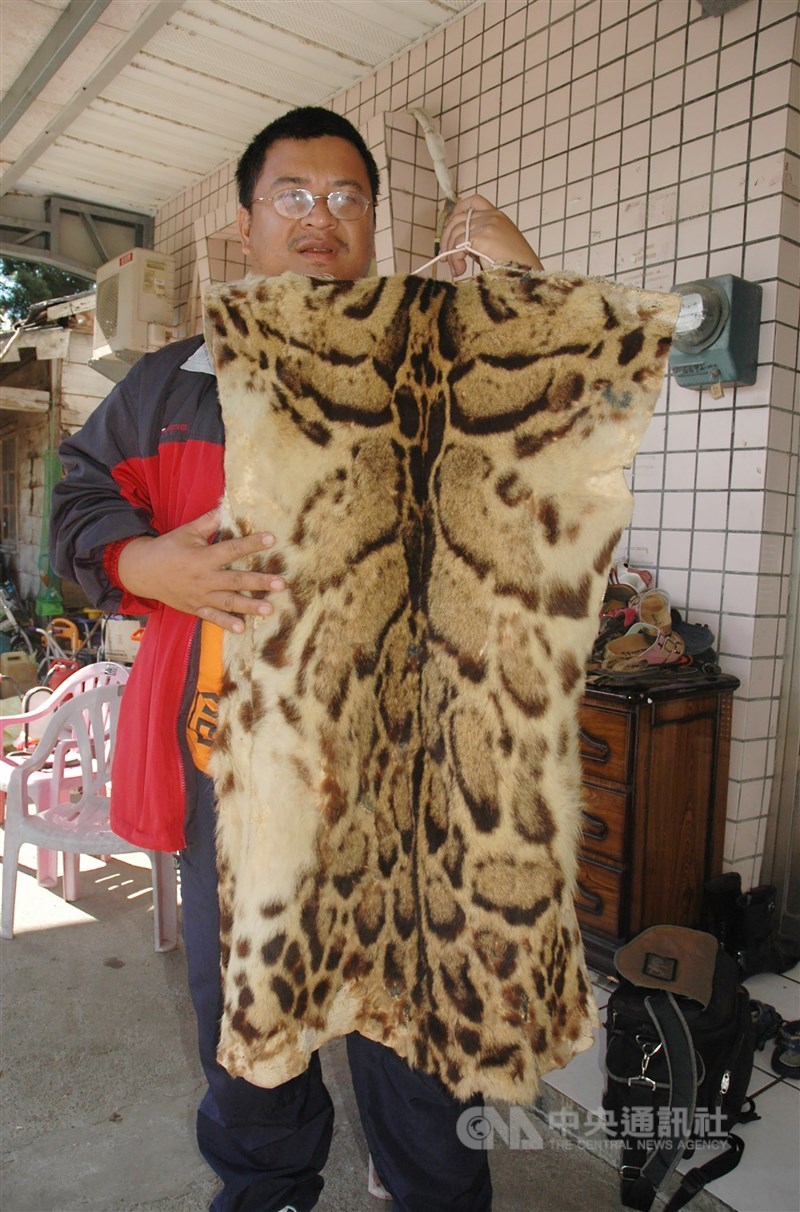 台灣保育指標學者捨不得將台灣雲豹除名 生活 重點新聞 中央社cna