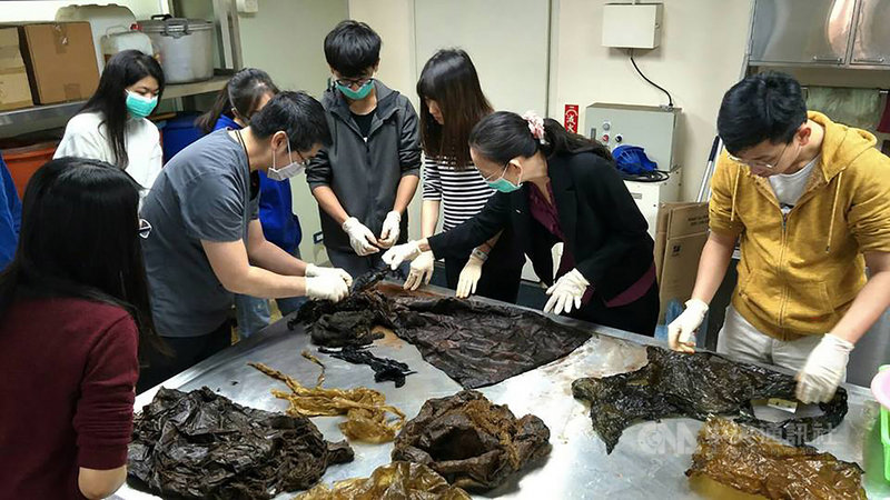 海洋委員會海洋保育署與中華鯨豚協會19日進行擱淺柯氏喙鯨胃內容物清理檢查，共發現6個塑膠袋、4個麻布袋、硬質塑膠片1塊、數團殘繞在一起顏色粗細不一的帶狀塑膠、2條粗細不一的魚線，以及許多塑膠碎片等人造垃圾。（海保署提供）中央社記者盧太城台東傳真　108年3月20日