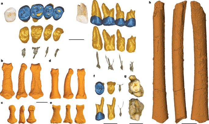研究人員2007年發現可回溯至6萬7000年前的骨骸。(圖取自nature.com)