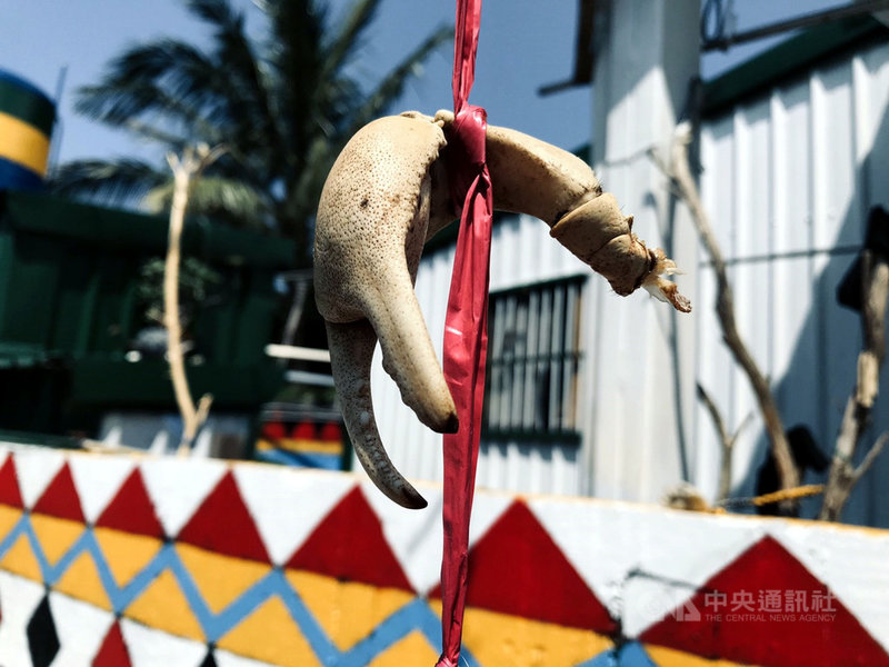 為慰勞男人辛勞,蘭嶼島上婦女近日拚命抓陸蟹,幫家中男人進補,婦女會將處理過的蟹螯掛在家門前,抓越多且越肥美,象徵這家女孩越賢慧。(瑪拉歐斯提供)中央社記者盧太城台東傳真 108年4月12日
