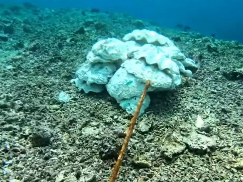 ABS-CBN新聞網報導中國船隻在黃岩島大規模養殖巨蚌，影響菲律賓漁民生計，菲律賓外交部長陸辛表示將採取法律行動。（圖取自ABS-CBN YouTube頻道網頁youtube.com）