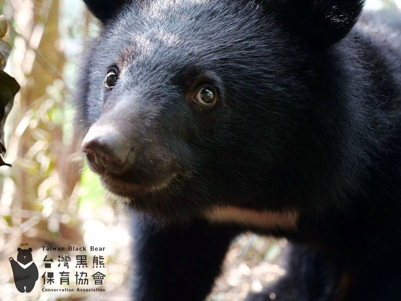 台灣黑熊「南安小熊」日前搭黑鷹直升機至山區野放，卻傳出內政部讓一家媒體上專機拍攝，引發爭議。（圖取自facebook.com/TBBCA）
