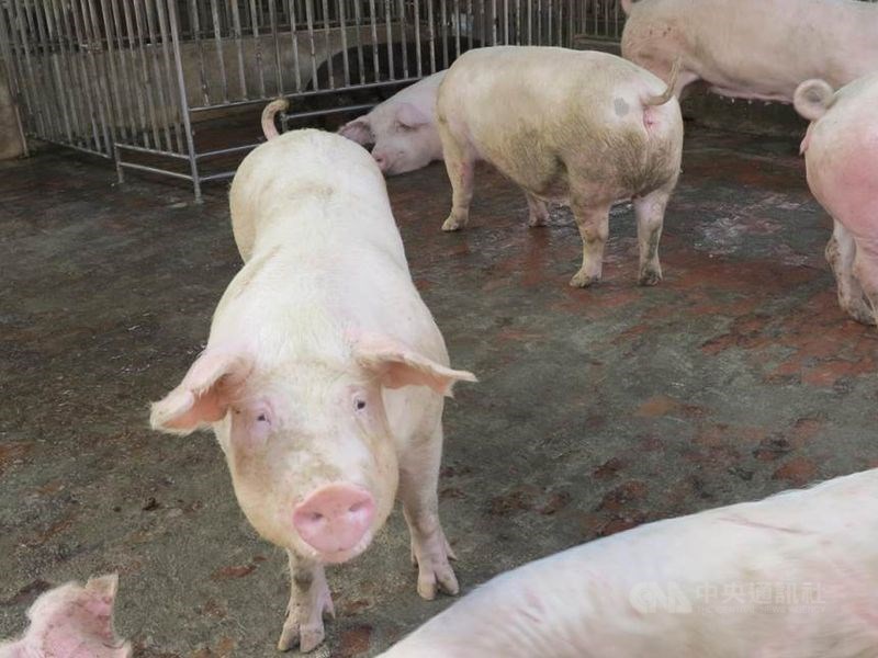 口蹄疫防疫23年,如果到6月底持續無案例發生,農委會將向世界動物衛生組織申請成為非疫區。(中央社檔案照片)