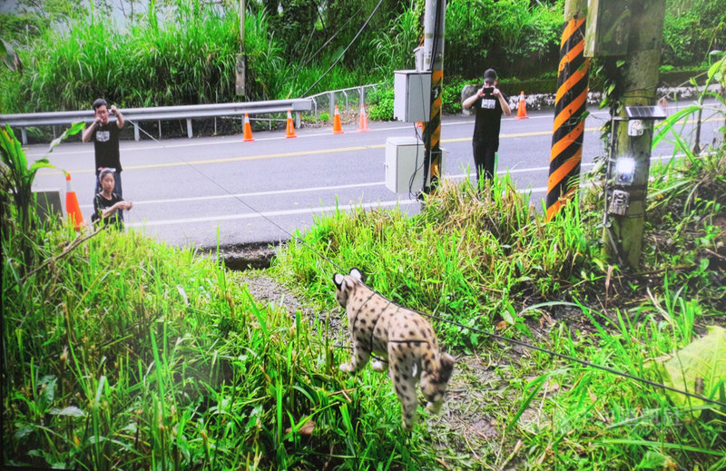 交通部公路總局與農委會特生中心、中興大學合作,研發建置石虎路殺預警系統,17日在台3線卓蘭段啟用,當AI系統偵測辨識出有石虎通過,會啟動聲光波緩速設備,發射出聲音或光波,讓動物分散注意力而暫緩前往道路的時間。中央社記者管瑞平攝 108年5月17日