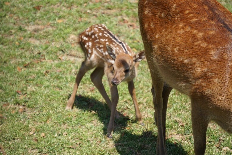 致力保護日本奈良公園鹿群的奈良的鹿愛護會呼籲,如果遊客看到小鹿,「千萬不要觸摸」。(圖取自twitter.com/MUraYEN)