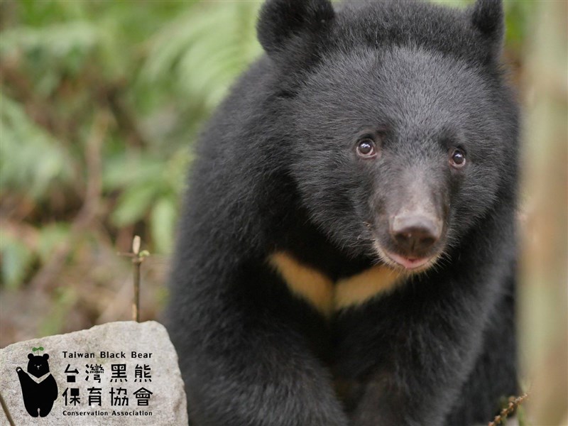 牠們比貓熊更珍貴 台灣黑熊保育登cnn頭條 生活 重點新聞 中央社cna