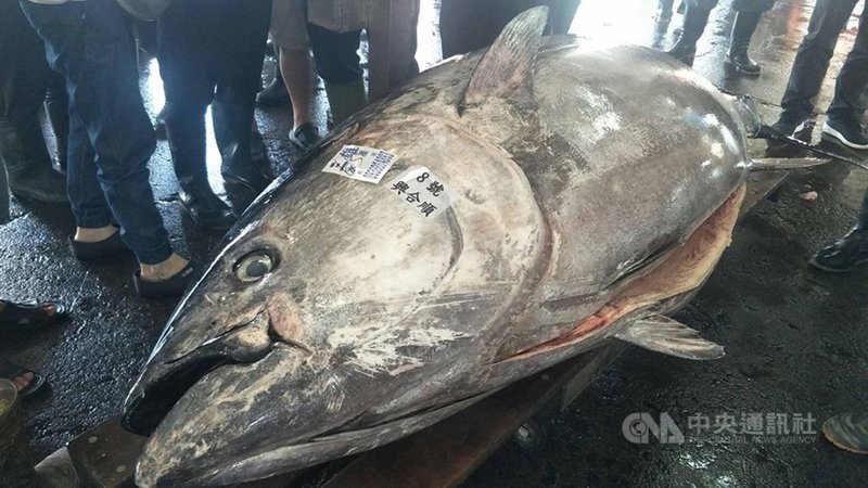 東港捕獲今年最大尾黑鮪魚捕獲量已破千 地方 中央社cna