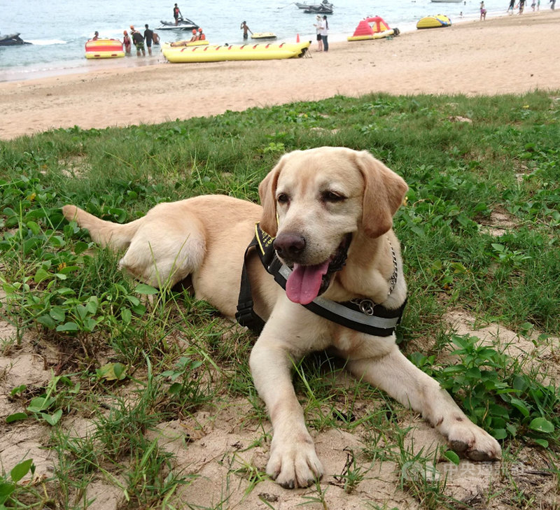 緝毒犬歐弟功成身退花火祝福光榮除役 地方 中央社cna