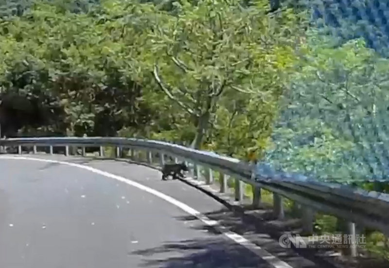 花蓮崔姓民眾30日上午開車經過台30線往南安登山口方向，看見一隻小黑熊穿越馬路，被行車記錄器錄下。（翻攝照片）中央社記者李先鳳傳真　108年7月31日