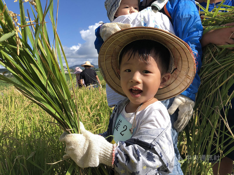 新北市金山區金美國民小學附設幼兒園3日在田野基地舉辦收割季活動,讓學童感受豐收的喜悅,提升土地與生態保育情懷。(金美附幼提供)中央社記者黃旭昇新北市傳真 108年8月3日