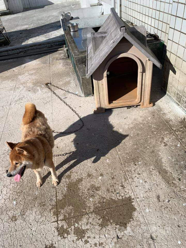 基隆一名女飼主日前將柴犬「浩呆」綁在頂樓,當時天氣炎熱,氣溫高達攝氏35度,動保所獲報派員前往稽查,依法開罰新台幣6000元。(基隆市動物保護防疫所提供)中央社記者王朝鈺傳真 108年8月3日