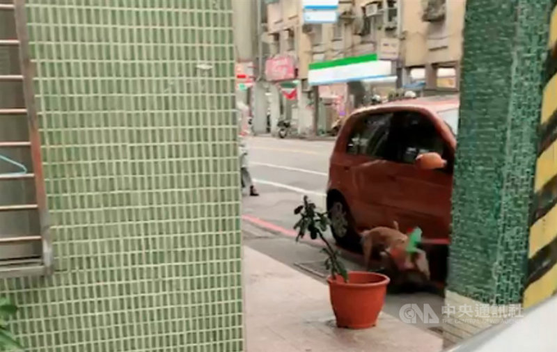 陳姓男子家中飼養的比特犬從大門縫隙跑出咬死一隻流浪犬,陳男遭依違反動保法送辦。檢方偵查後,認定陳男並無故意挑唆比特犬攻擊流浪犬,予以不起訴。(基隆市動物保護防疫所提供)中央社記者王朝鈺傳真 108年8月14日