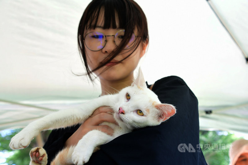 台東泰源技能訓練所今年初首創「珍惜生命.關懷監貓」,收養周邊流浪貓後交由收容人擔任保育員,17日在台東市鐵花新聚落為23隻流浪貓尋找幸福的家。中央社記者盧太城台東攝 108年8月17日