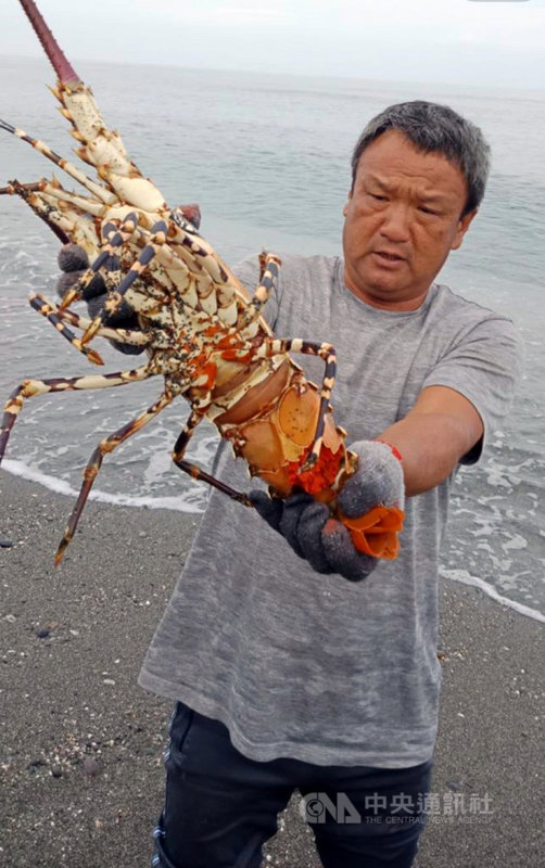 台東縣長濱鄉漁民捕獲一隻罕見5台斤抱卵錦繡龍蝦,比一般龍蝦大5倍,21日委由生態專家放生。(池祥鈺提供)中央社記者盧太城台東傳真 108年8月21日