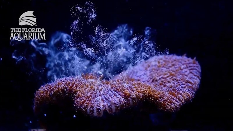 美國佛羅里達水族館保育中心首次在實驗室模擬環境中,成功讓瀕危的大西洋柱珊瑚產卵。(圖取自twitter.com/floridaaquarium)