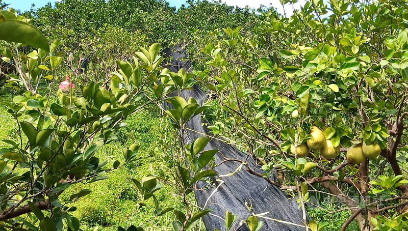 花蓮瑞穗鄉有一片文旦柚園因種在山坡地，採收困難，柚農自創「溜滑梯採收法」，拉起50公尺長農用黑網充當滑梯，省下多名採收人力，還有省時、低毀損率的優點。（Namoh．Arang提供）中央社記者張祈傳真　108年9月4日