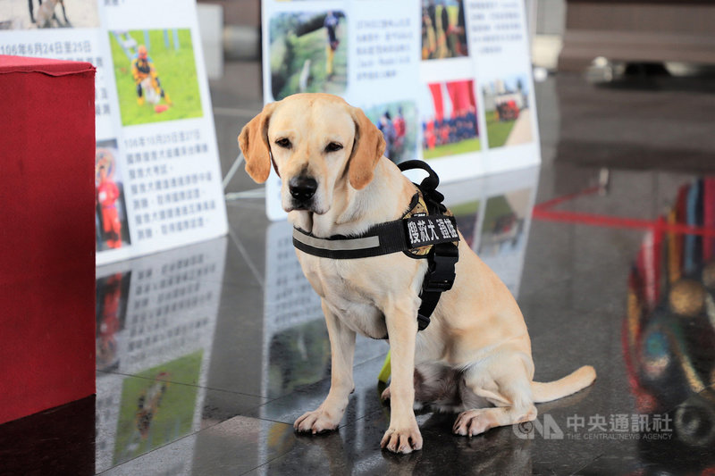 台中市消防局搜救犬「鐵雄」去年在花蓮強震中成功救出生還者,成為震災英雄,可愛萌樣也為牠吸引許多「鐵粉」,「鐵雄」將代表台灣出征「2019法國搜救犬世界盃」。(台中市消防局提供)中央社記者趙麗妍傳真 108年9月13日