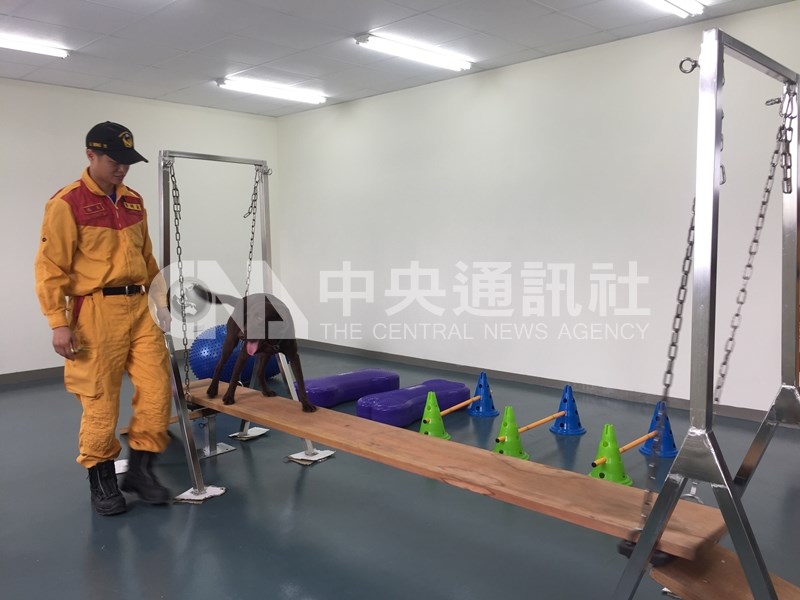 九二一地震讓台灣認識搜救犬的重要性,經過20年的發展,台灣的搜救犬培訓已有長足的進步。圖為搜救犬訓練過程。(中央社檔案照片)