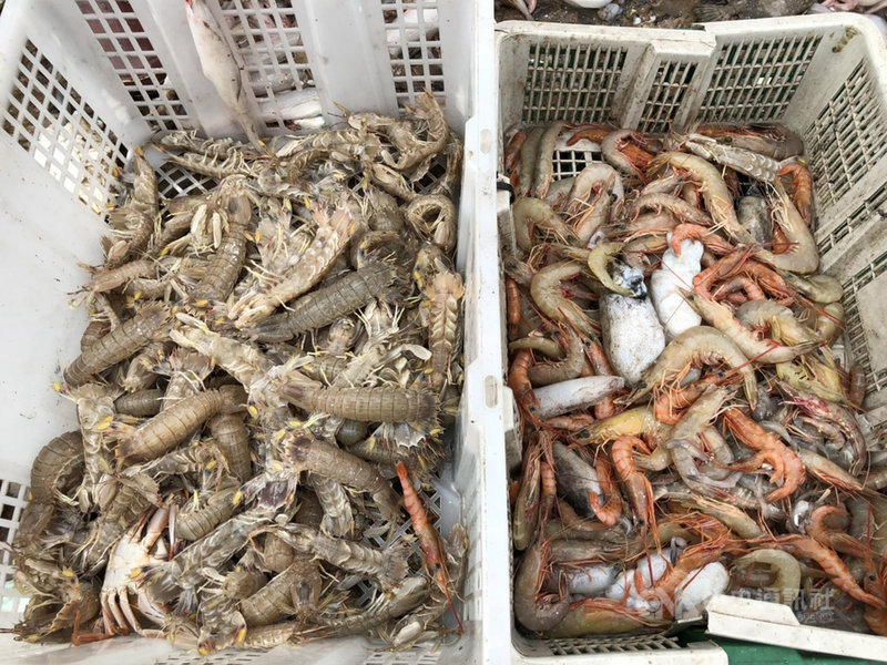 入秋季節馬祖定置網漁獲滿滿 地方 中央社cna