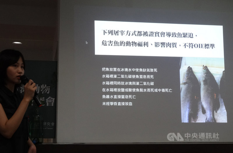 台灣動物社會研究會4日公布調查影片,揭露攤販因消費者喜好而使用「活體弓魚」的作法,不僅不符合世界動物衛生組織(OIE)對養殖魚類動物福利規範,也恐違反動物保護法,應取締。中央社記者楊淑閔攝 108年10月4日