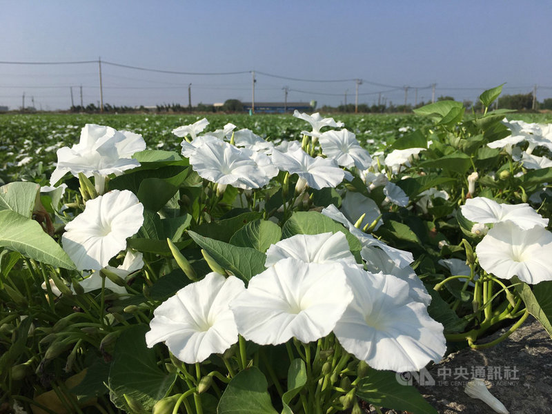 嘉義500公頃空心菜花海國慶日前後綻放 地方 中央社cna