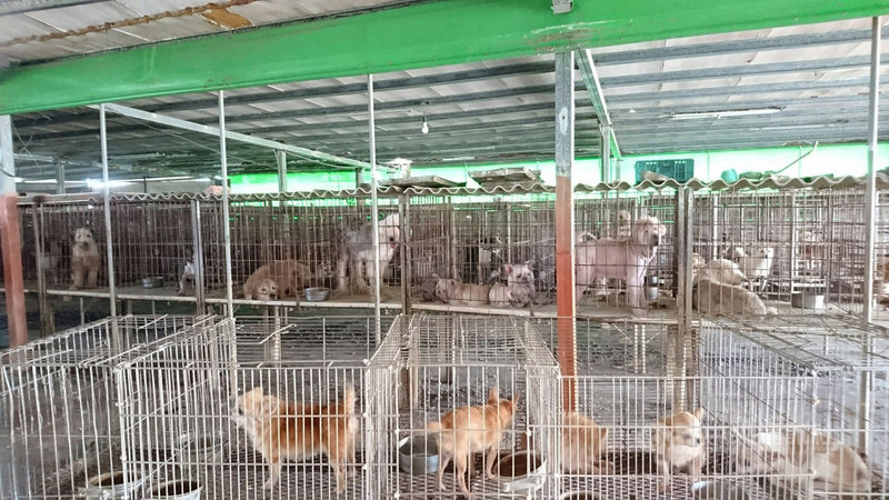 雲林縣動植物防疫所接獲檢舉,在北港鎮查獲一處非法寵物繁殖場,場內有超過200隻來路不明各種犬、貓。(鄭安國提供)中央社記者蔡智明傳真 108年10月18日