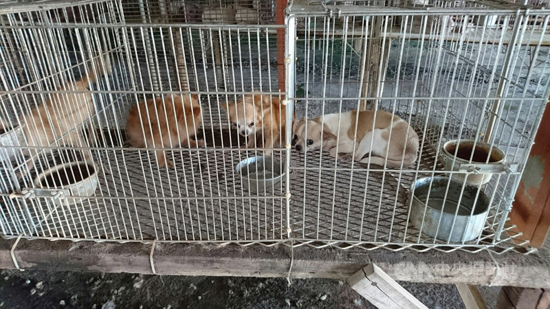 雲林縣動植物防疫所在北港鎮查獲一處非法寵物繁殖場,全數犬貓依法沒入,目前暫安置於在雲林9間代收容動物醫院,將於公告7日後開放民眾認養。(鄭安國提供)中央社記者蔡智明傳真 108年10月18日