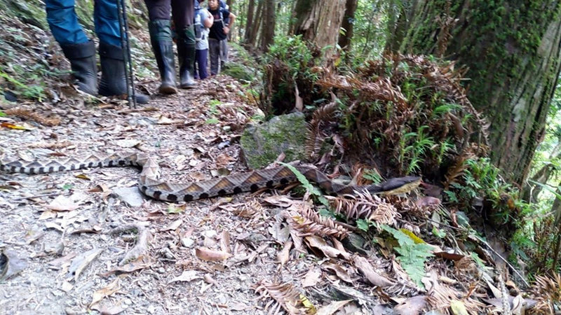 台東縣鹿野鄉永安國小師生日前到玉山國家公園瓦拉米山區戶外教學,在步道上撞見一條手臂粗的「地上王」百步蛇,讓師生驚呼不已。(張崴彥提供)中央社記者盧太城台東傳真 108年10月19日