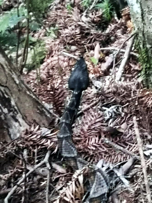 台東縣鹿野鄉永安國小師生日前到玉山國家公園瓦拉米山區戶外教學,發現步道上有一條手臂粗的百步蛇,小朋友爭相目睹,驚叫連連。(張崴彥提供)中央社記者盧太城台東傳真 108年10月19日