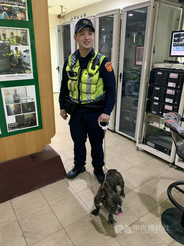 一隻法國鬥牛犬日前闖進派出所,員警擔心牠到處亂跑發生危險,只好暫時先以腳鐐扣著項圈,經送到寵物店掃瞄晶片後順利找到飼主。(翻攝照片)中央社記者王朝鈺傳真 108年10月21日