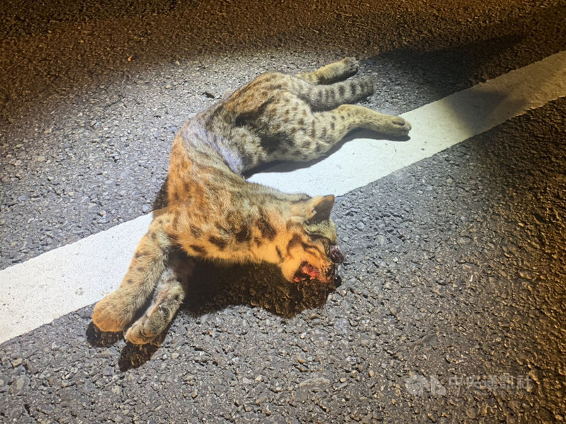 苗栗縣38台監測野生動物的紅外線自動相機遭竊,讓石虎保育工作雪上加霜,縣府23日表示,苗140縣道22日晚間又發生一起石虎路殺事件,是今年第20起。(警方提供)中央社記者管瑞平傳真 108年10月23日