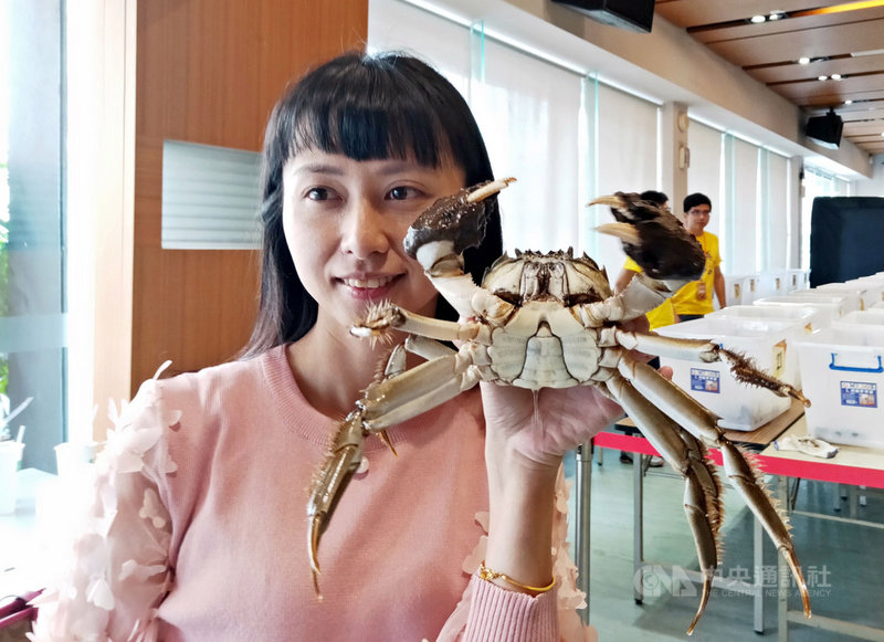 苗栗縣25日舉辦年度大閘蟹評鑑競賽,苑裡鎮鄧良洲、李妙貞夫婦養出一隻重達11兩的大閘蟹「蟹王」,刷新歷年紀錄,成為會場展示焦點。(苗栗縣政府提供)中央社記者管瑞平傳真 108年10月25日
