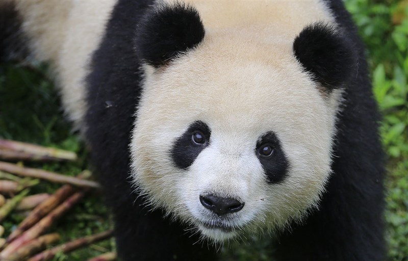 貓熊曾是柏林兩座動物園「軍備大賽」的要角。(圖取自柏林動物園網頁www.zoo-berlin.de/de)
