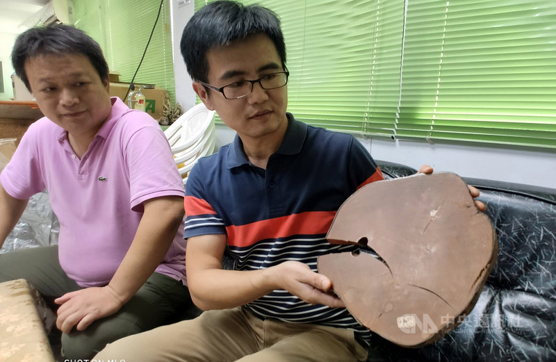台東山區數百棵野生茶樹,被譽為台灣茶界「櫻花鉤吻鮭」,其中一棵倒伏的茶樹,樹幹直徑約28公分,樹圍近70公分,樹齡超過百年。中央社記者盧太城台東攝 108年11月9日