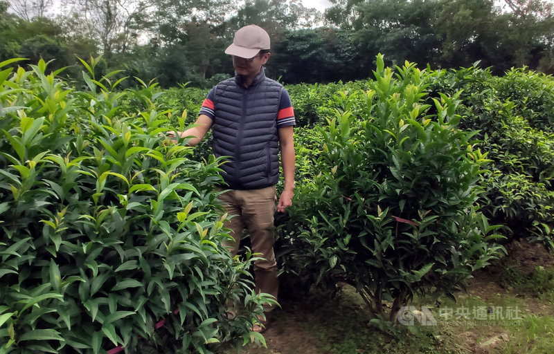 農委會茶業改良場日前發表新的茶葉品種「台茶24號」,今年6月正式通過命名為「台東永康1號」,台東分場9日指出,泰平山區的原生茶樹約300棵,屬於冰河時期經過大自然篩選遺留下來植物,因此被譽為茶界的「櫻花鉤吻鮭」。中央社記者盧太城台東攝 108年11月9日