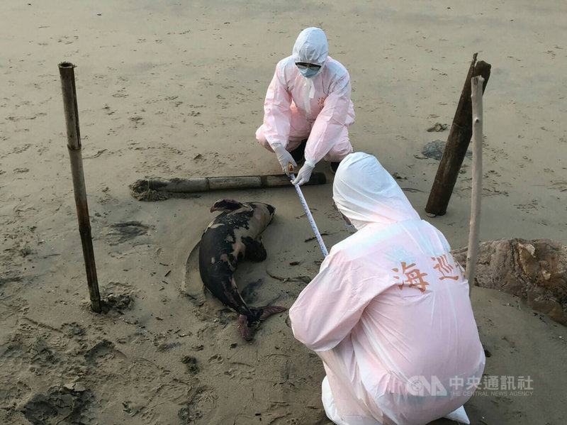 馬祖岸巡隊13日下午分別於馬祖東、西莒各發現一隻死亡海豚,通報連江縣政府產業發展處漁牧科協處,結果分別為瓶鼻海豚及露脊鼠海豚。(馬祖岸巡隊提供)中央社 108年11月13日