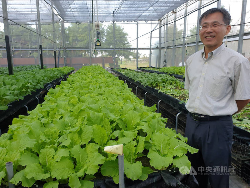 藥師黃明發(圖)研發種菜專用的低鉀培養土,再採用離地栽種法,將蔬菜種在架子上,以隔離土壤污染,成功種植出低鉀蔬菜,他也希望藉由推廣精準農業,吸引更多年輕人回到農村。(黃明發提供)中央社記者蘇木春傳真 108年11月14日