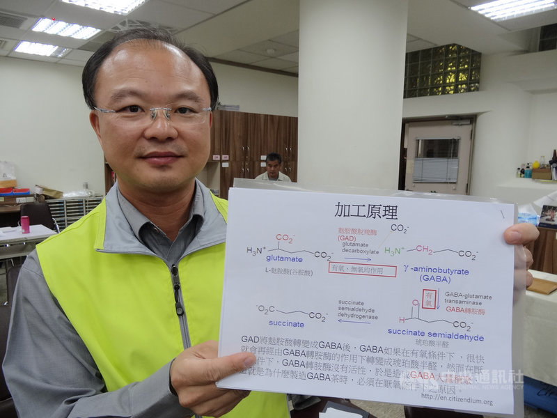 GABA為哺乳類動物中樞神經系統抑制神經傳導的物質,農委會茶業改良場10幾年來推動GABA茶商品化,農委會苗栗區農業改良場19日推出GABA桑葉茶3款新口味,茶改場場長蘇宗振表示,包含烏龍茶、紅茶、綠茶,都有GABA茶品項。中央社記者楊淑閔攝 108年11月19日